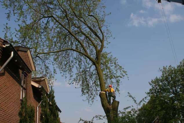 bomen rooien hovenier Eschoten Essen Est Esveld Etten Ewijk Exel Exel-Tol Frankrijk Friesland Friezenwijk Gaanderen Gameren Ganzert Garderbroek Garderen Geerstraat Geesteren Gietenwaard Geldermalsen Gellicum Gelselaar Gendringen Gendt